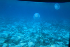 水中展望船ニューしゃこたん号2