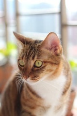 今日も台湾晴れにゃん