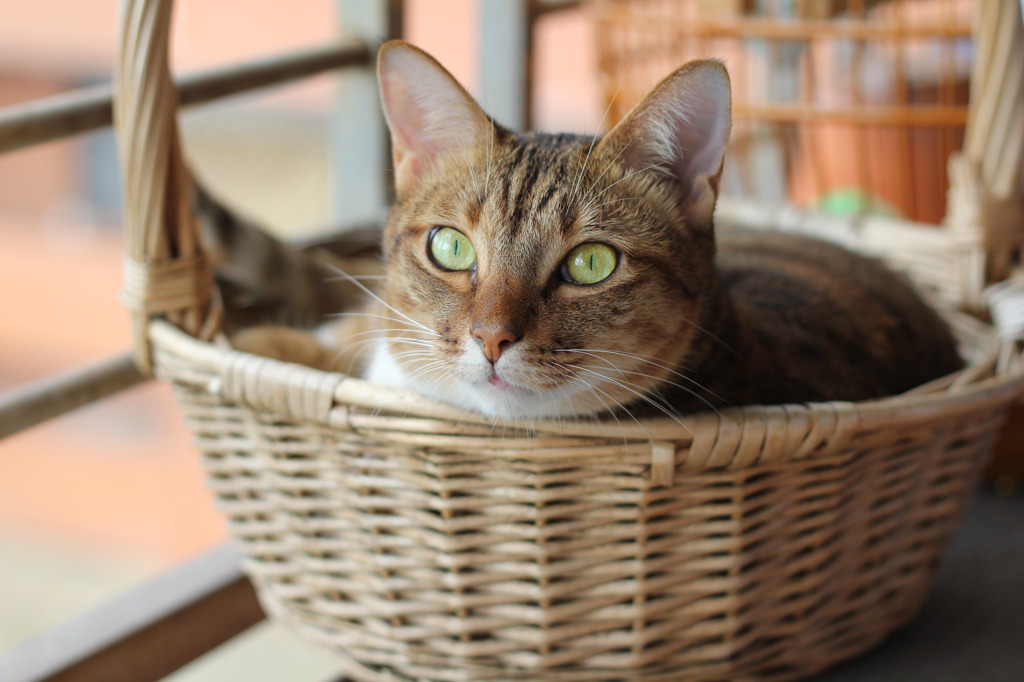 猫バスケット