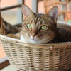 猫バスケット