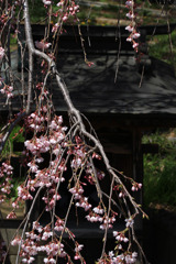 2011.04.17_滝桜04
