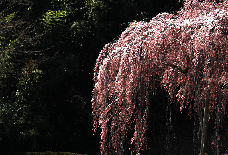 2011三春町の桜