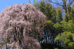 2011.04.17_三春歴史民俗資料館前の桜01