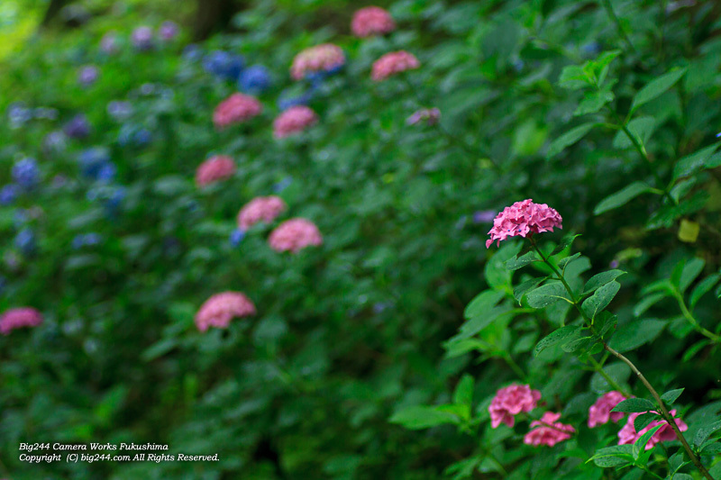 20130713_三春町紫陽花