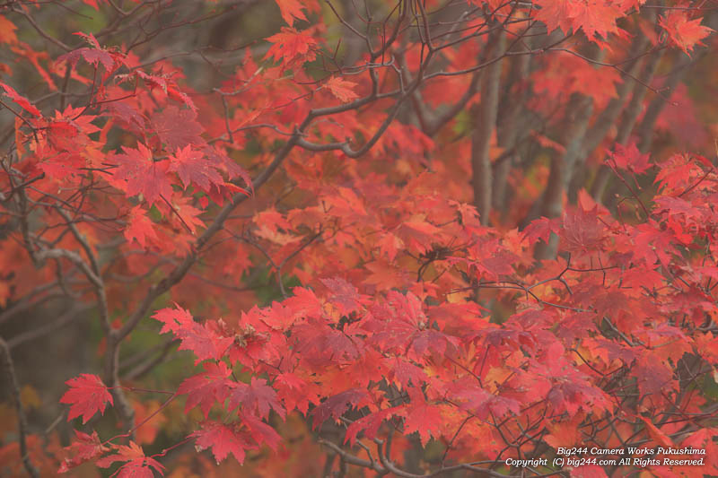 20131019_スカイラインカエデ