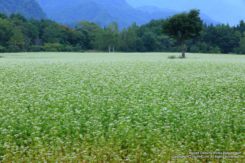 20130915_takatsue_soba
