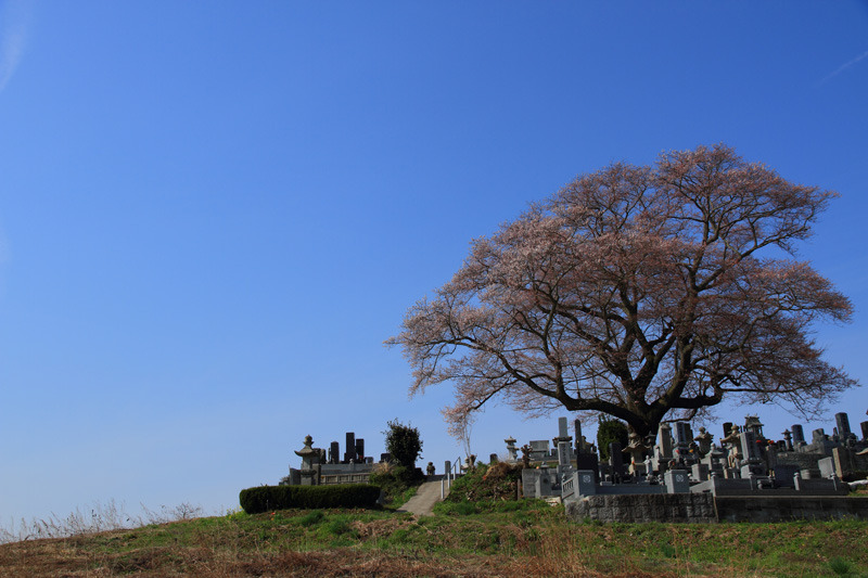 2011三春の桜