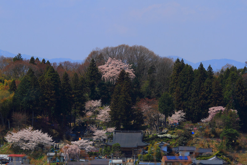 2011三春の桜