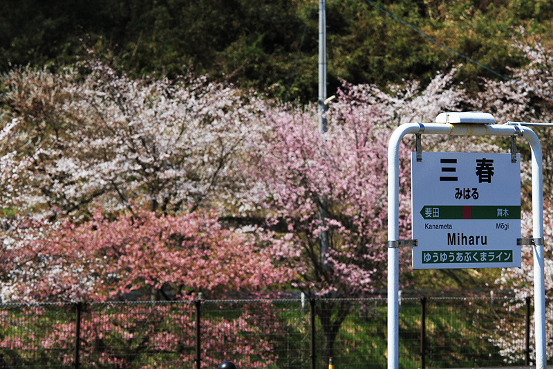 2011三春の桜