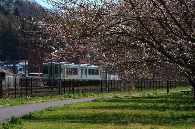 2011三春の桜