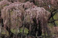 2011.04.17_滝桜03