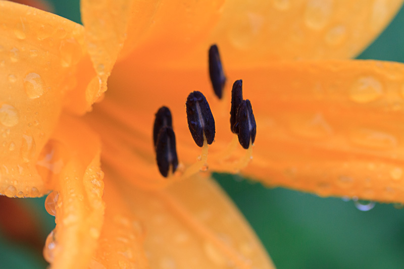20130707_キスゲ