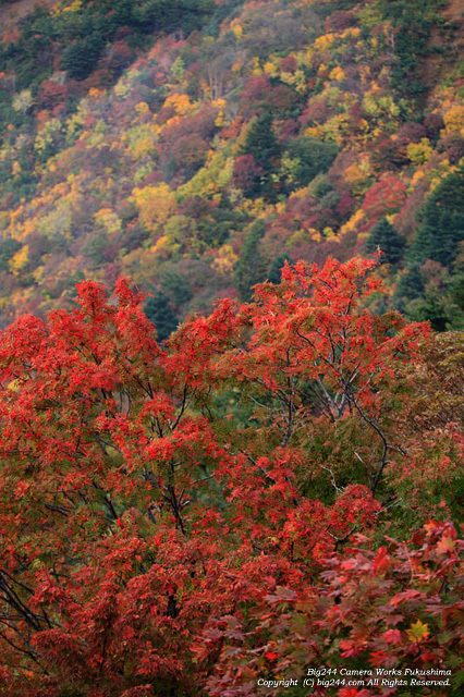 20131019_スカイラインナナカマド02