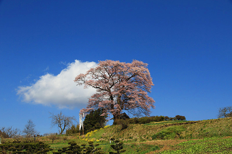 2011三春の桜