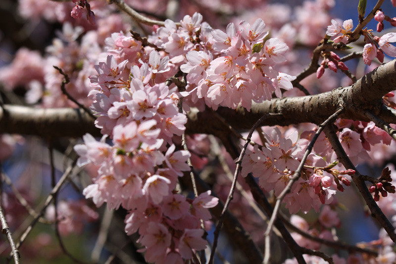 2011.04.17_三春歴史民俗資料館前の桜03
