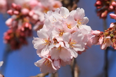 2011三春町の桜