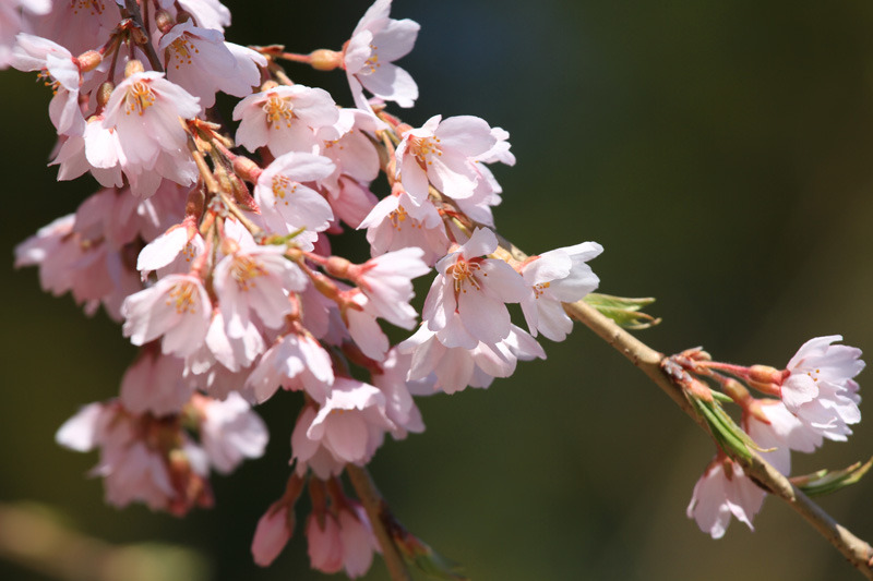 2011三春町の桜