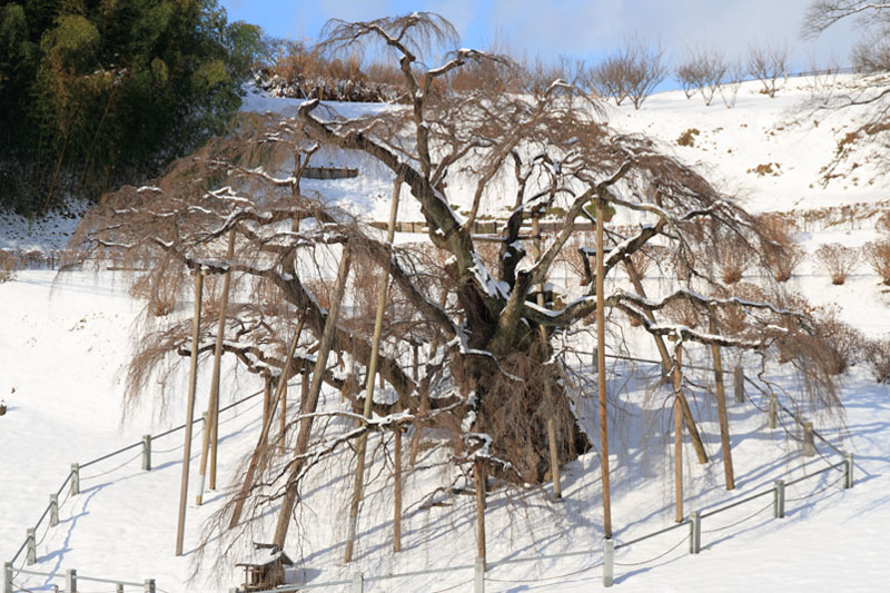 滝桜の初雪