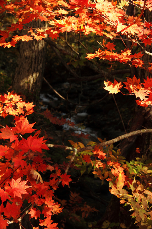 紅葉(もみじ)と小野川