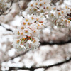 2011三春の桜