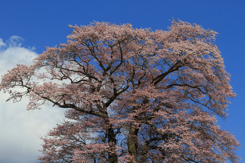 2011三春の桜