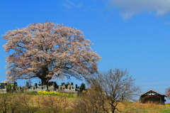 2011三春の桜