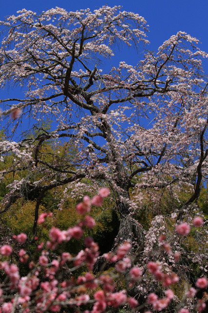 2011三春町の桜