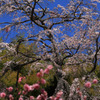 2011三春町の桜