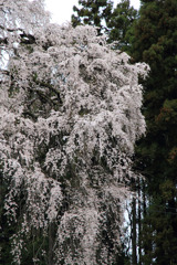 2011三春町の桜