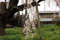 2011三春の桜