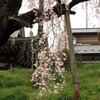 2011三春の桜