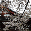 2011三春の桜