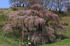 2011.04.17_滝桜01