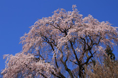 2011三春町の桜