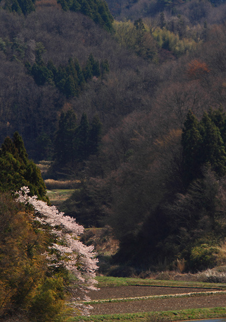 2011三春の桜