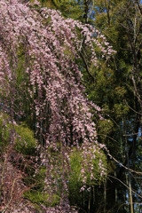 2011.04.17_三春歴史民俗資料館前の桜02