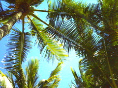 palm