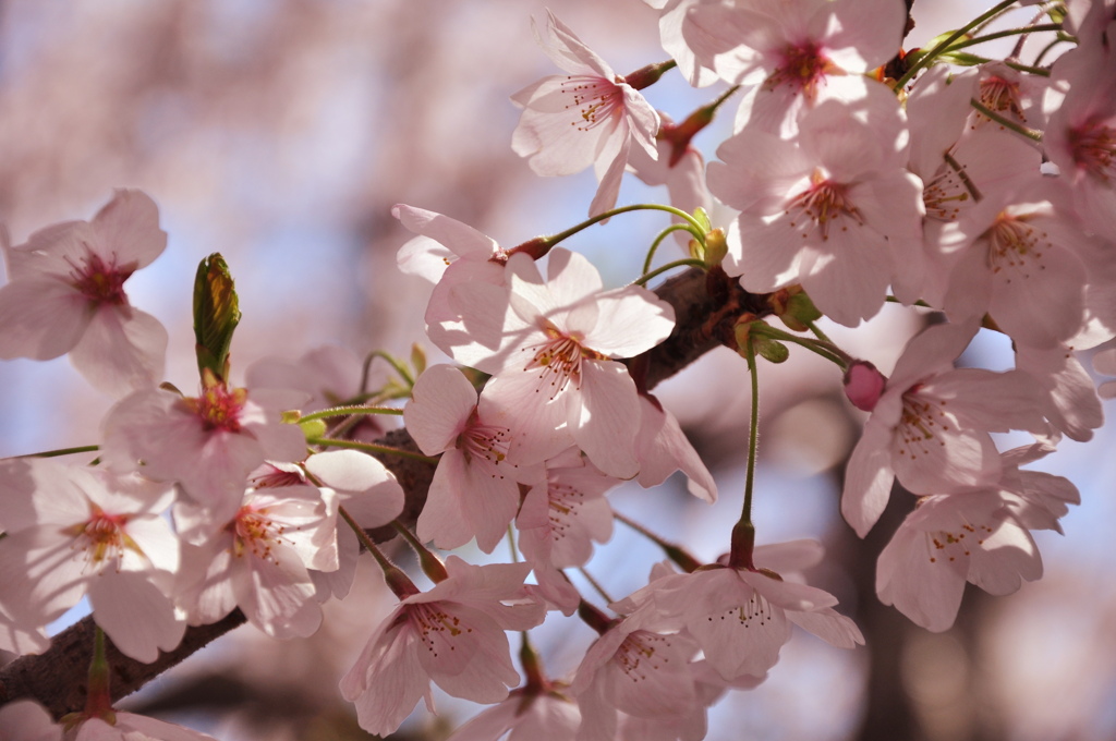 桜色～♪