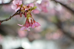 河津桜