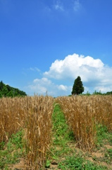 麦畑と夏空