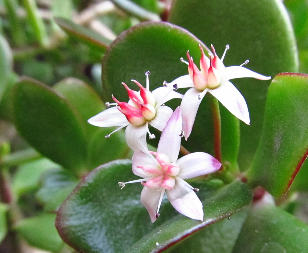 カネノナルキの花