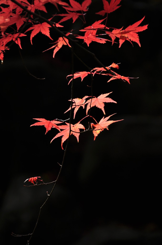 晩秋の紅葉