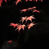 晩秋の紅葉