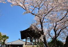 鐘突堂と桜