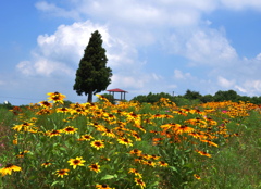 黄色い花と夏空