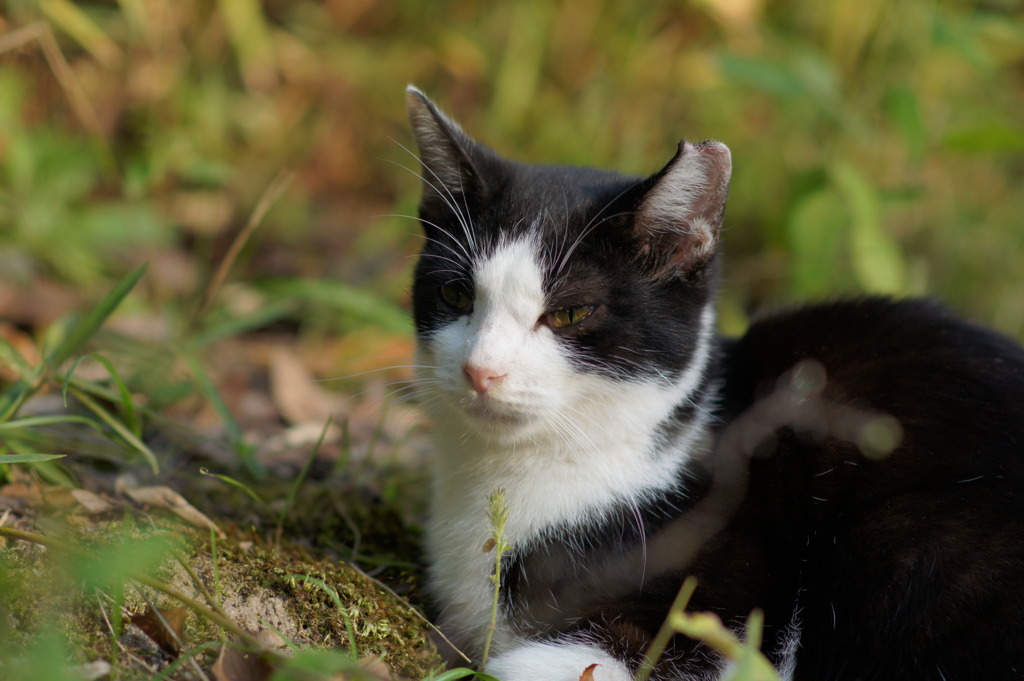 野良猫