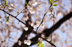 見上げると桜