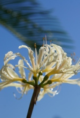 青空と白曼珠沙華