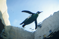 空飛ぶペンギン