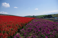 北海道の花畑